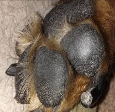 Your dog's nose and paw pads need moisture to keep them from cracking and getting infected. Dog Paw Pad Anatomy Daily Dog Discoveries