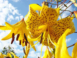 However, one common problem you'll encounter with this plant is the brown spots that appear either on its leaves or its spathe (white bract surrounding the spadix). Yellow Tiger Lily Flowers Art Prints Lilies Photograph By Patti Baslee