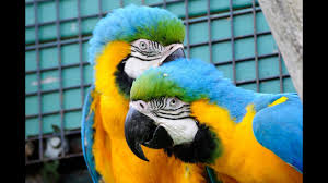 Mode & accessoires · 1 decade ago. Lustige Papageien Youtube