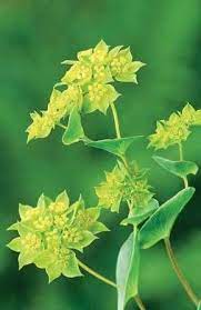 Pin On August Flowers