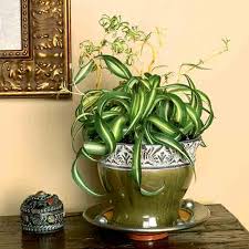 They prefer to live outdoors. 10 Best Low Light Houseplants Costa Farms