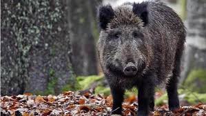 La caccia invernale al cinghiale è autorizzata nei seguenti giorni: Regione Sardegna Domani Aperta La Caccia Al Cinghiale Casteddu On Line