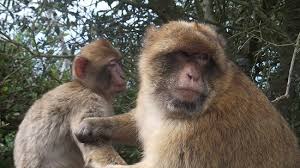 Finde und downloade kostenlose grafiken für gibraltar affe. Tagesausflug Zum Affenfelsen Gibraltar Apes Den Gibraltar Reisebewertungen Tripadvisor