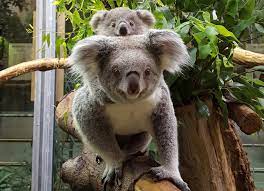 Quick & easy purchase process. In Diesen 10 Zoos In Nrw Erlebst Du Tiere Hautnah