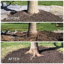 Rehabilitation Of An Over Mulched Oak Tree Go Out With Mulch Do Not Go Up With Mulch Landscaping Around Trees Tree Landscaping Ideas Front Yard Landscaping