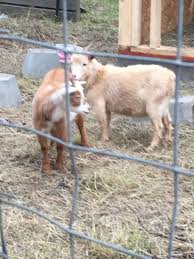 You may have to go in and rub the connective tissues gently to loosen them. How Do You Know If A Goat Has Passed Her After Birth Backyard Chickens Learn How To Raise Chickens