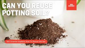 Some even burrow into the roots to create an even greater association with plants. Reusing Potting Soil With A Soil Scientist Gardening In Canada