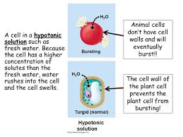 The large central vacuole is surrounded by its own membrane and contains water and dissolved substances. Evxczgrs15yxxm