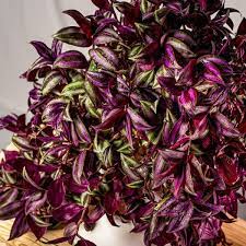 Maybe you would like to learn more about one of these? Buy Wandering Jew Plants For Sale Garden Goods Direct