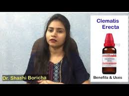 Available in 12c, 30c and 200c. Clematis Erecta Homeopathic Medicine Clematis 30 Clematis 200 Clematis Q Benefits Youtube