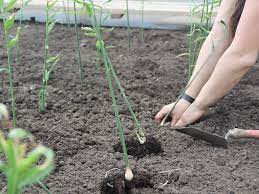 Man kann frische ingwerwurzelstücke in einem topf oder im garten züchten. Ingwer Erobert Die Gewachshauser Kraut Ruben