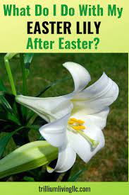 Both are true members of the lily family. Planting Easter Lilies Outside Trillium Living Easter Lily Easter Lily Care Lily Plants