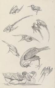Livre Des Differentes Especes D Oiseaux De La Chine Huquier 31 Bird Drawings Scientific Illustration Bird Prints