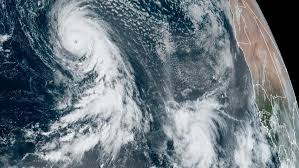 Image result for Tragia kirkiana