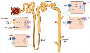 Image result for Loop Diuretic