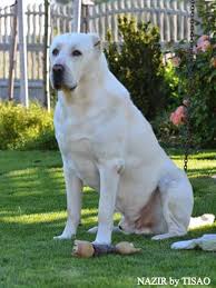 beautiful boy grosse hunde hunde owtscharka