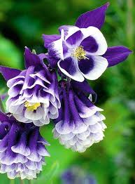 Flower Tower Aquilegia S Stunning Clusters Of Colour Atop Elegant 3ft Stems Will Give Any Border A Lift Flower Tower Beautiful Flowers Unusual Flowers