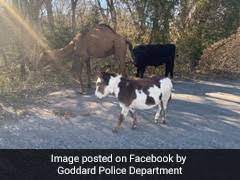 A cow, donkey and camel were found wandering together on a kansas road. A Camel Cow And Donkey Found Wandering Together Internet Has Questions