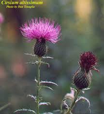 Image result for Cirsium
