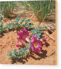 Image result for Harpagophytum procumbens