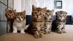 Funny Cats And Cute Kittens Compilation Happy Birthday Rocky And Siblings Kittens Cutest Cute Baby Cats Cute Kitten Gif