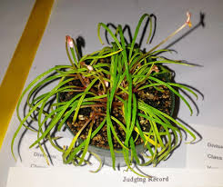 Image result for Begonia meyeri-johannis