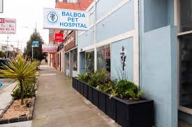 The services range from medical service to pet boarding, daycare, grooming, therapy, weight loss program and training. Balboa Pet Hospital Vet In San Francisco Ca Call Us 415 752 3300