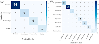 Image result for Trichostachys