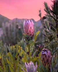 Image result for Protea micans