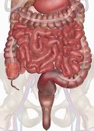 Digestive System Everything You Need To Know Including