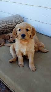 Golden retriever puppies oregon akc. Ember S Daughter Willows Akc Golden Retriever Puppies Facebook