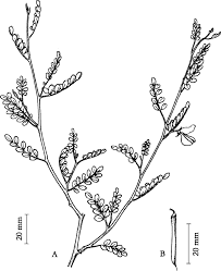 Image result for Indigofera subulata