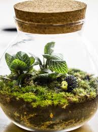 Image result for sealed terrariums