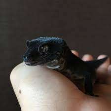 During the daytime they are typically found only underneath objects or in rock cracks. Solringen On Twitter Black Night Leopard Gecko