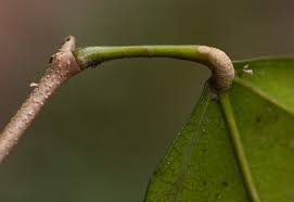 Image result for Tannodia swynnertonii