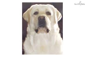 Labrador retriever female, 3 years, 47 weeks dayton / springfield, ohio. Puppies For Sale From Heartlands Quality Labrador Retrievers Member Since October 2006