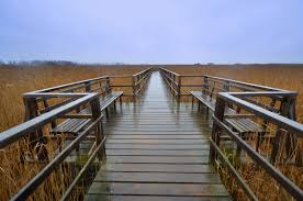 We did not find results for: Der Federsee Im Herbst Foto Bild Landschaft Moor Baden Wurttemberg Bilder Auf Fotocommunity