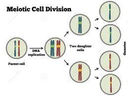 Check spelling or type a new query. Sonu Academy Meiosis And Reduction Division Text