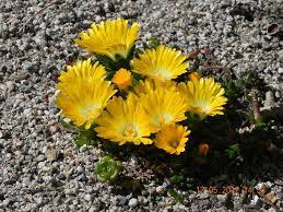 Delosperma Basuticum Flowers Perennials Rock Flowers Rock Garden Plants