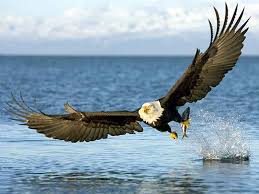 Image result for bird and whale