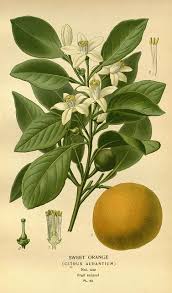 N194 W1150 Botanical Drawings Botanical Prints Fruit Art Print