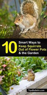 Take away easy food sources. 10 Smart Ways To Keep Squirrels Out Of Flower Pots The Garden Flower Pots Squirrel Repellant Squirrel