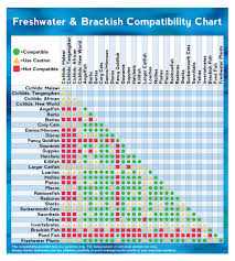 freshwater brackish fish compatibility chart visual ly