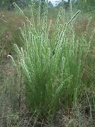 Image result for Elytrophorus spicatus