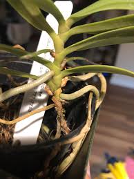 Image result for Rhipidoglossum rutilum