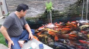 Untuk kebutuhan airnya, setiap satu inci ikan berbanding dengan 10 galon air. Jalani Masa Tua Bersama 24 Jenis Ikan Koi Pria Ini Habiskan Ratusan Juta Rupiah Halaman 4 Sriwijaya Post