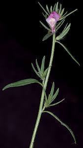 Image result for Misopates