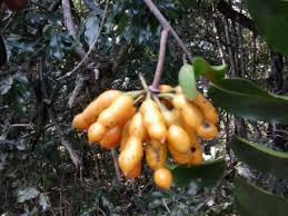 Image result for Uvaria edulis