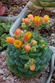 Most flowers i have seen do not open and close like tulips. C A C T U S Flower Secret Language Of Flower Succulent Gardening Plants Succulents