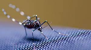 Mild to moderate bug infestations can usually be eliminated with our natural alternatives. Healthy Home Termite Pest Control Atlanta Ga